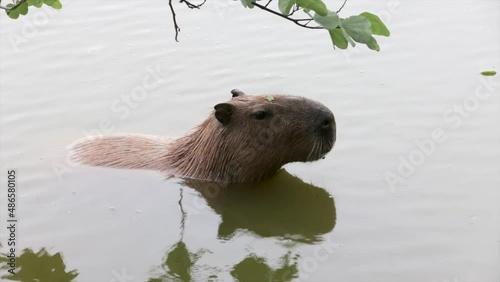 Wild tropical capybara diving into freshwater lake photo