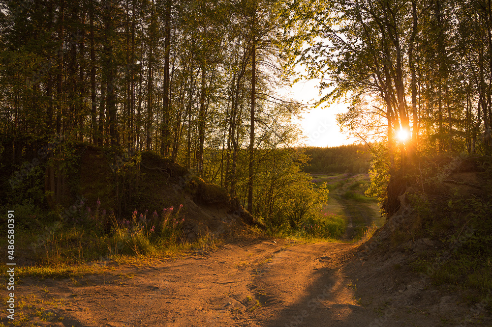 sunset in the forest sunset in the forest