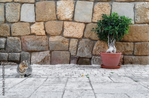 View of old town wall in Turkey at dusk with handsome green eyed tabby cat. Retro vintage style. Copy space.