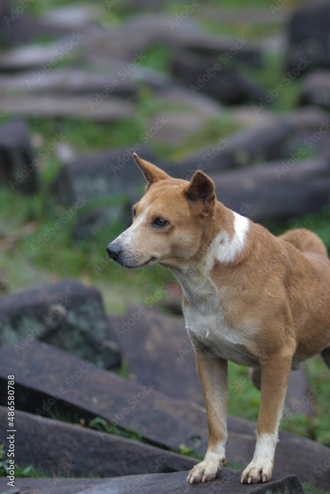 Dog with orange and white fur sitting on a rock in mount Padang megalithic sites Cianjur, West Java, Indonesia. Indonesian domestic dog stock images. Dog with orange and white fur sitting on a rock in mount Padang megalithic sites Cianjur, West Java, Indonesia. Indonesian domestic dog stock images.
