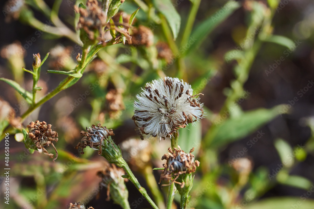The perennial aster bloomed in the garden. The fruit is an achene with the parachute of the perennial aster is ready to fly away in the wind. The perennial aster bloomed in the garden. The fruit is an achene with the parachute of the perennial aster is ready to fly away in the wind.