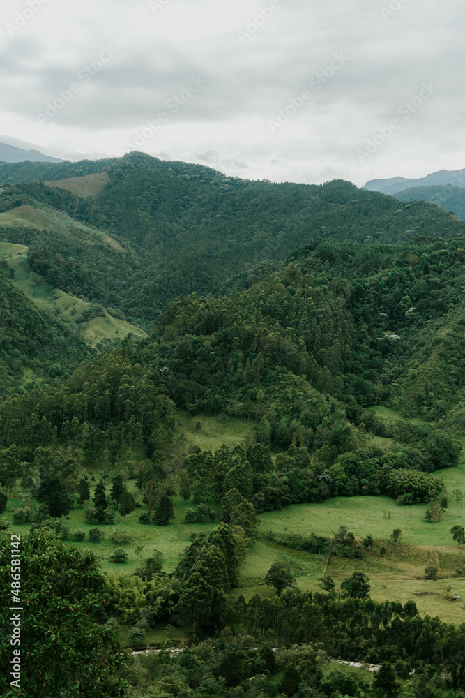 Fototapeta premium green forest in the mountains Quindío, Colombia
