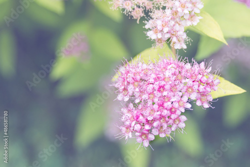 Delicate little pink flowers of Spiraea japonica in early spring. Decorative shrub for landscape design.