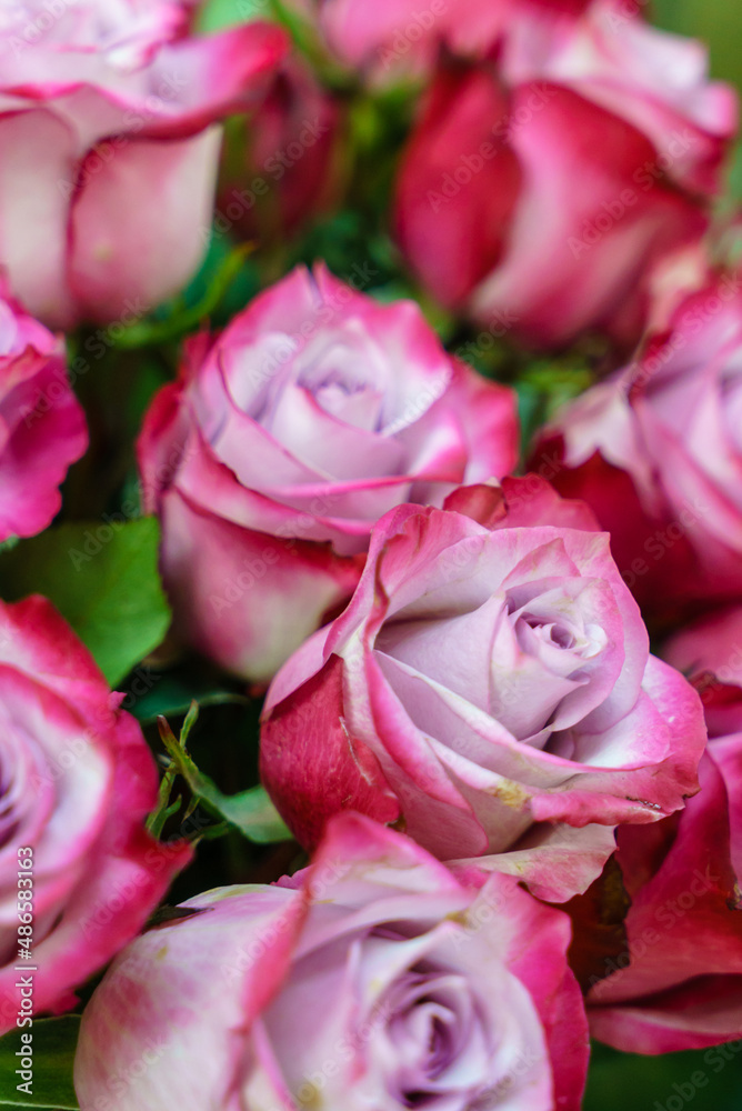 Large beautiful bouquet of rose flowers Large beautiful bouquet of rose flowers