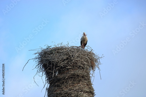 stork in nest