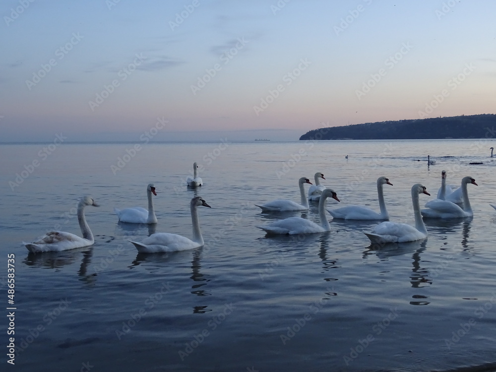 Beautiful swans and birds in Black sea at Varna - BG