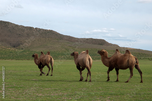 Three wild bactrian camels  camelus ferus  walking free in the mongolian countryside. Rural area near Kharakhorum  Mongolia