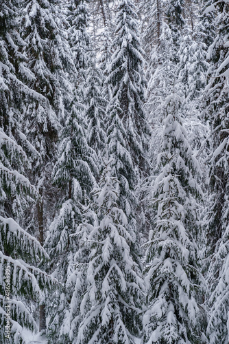 Winter background, Close up of snowy branches of coniferous trees drooping down under weight of fallen snow on cold frosty day. Scandinavian nature concept