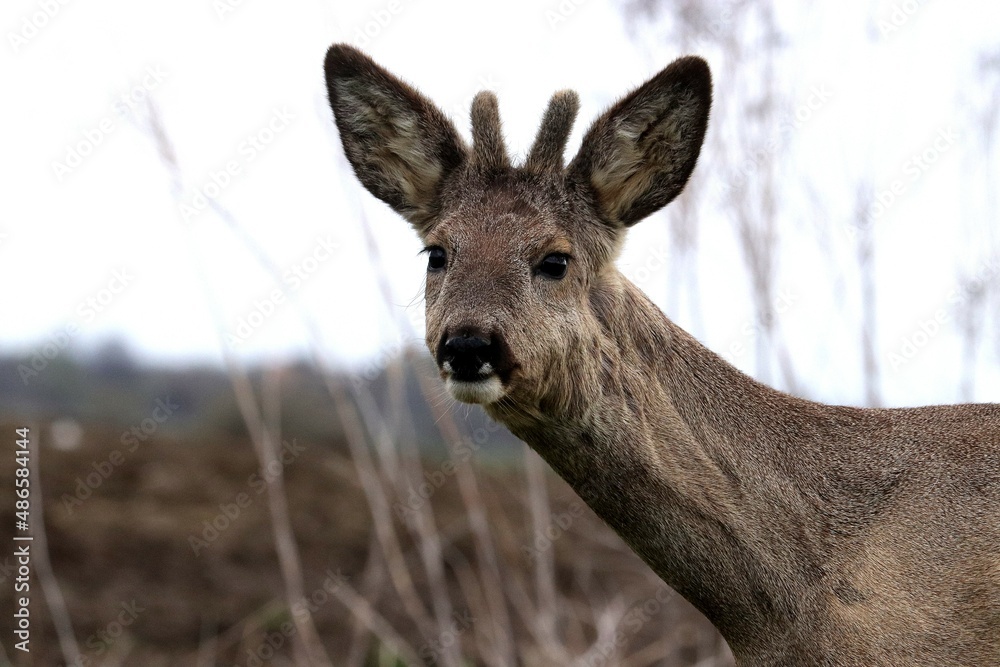 zwierzak, ssak, dzika natura, jelonek, młody jelonek, środowisko naturalne, futro, portret, Polska, Podkarpacie, wiosna, uszy, łąka, pyszczek, legowisko, poroże, sierść ,jedzenie , trawa, wypas, zwierzak, ssak, dzika natura, jelonek, młody jelonek, środowisko naturalne, futro, portret, Polska, Podkarpacie, wiosna, uszy, łąka, pyszczek, legowisko, poroże, sierść ,jedzenie , trawa, wypas,