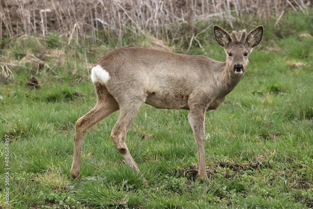 zwierzak, ssak, dzika natura, jelonek, młody jelonek, środowisko naturalne, futro, portret, Polska, Podkarpacie, wiosna, uszy, łąka, pyszczek, legowisko, poroże, sierść ,jedzenie , trawa, wypas, zwierzak, ssak, dzika natura, jelonek, młody jelonek, środowisko naturalne, futro, portret, Polska, Podkarpacie, wiosna, uszy, łąka, pyszczek, legowisko, poroże, sierść ,jedzenie , trawa, wypas,