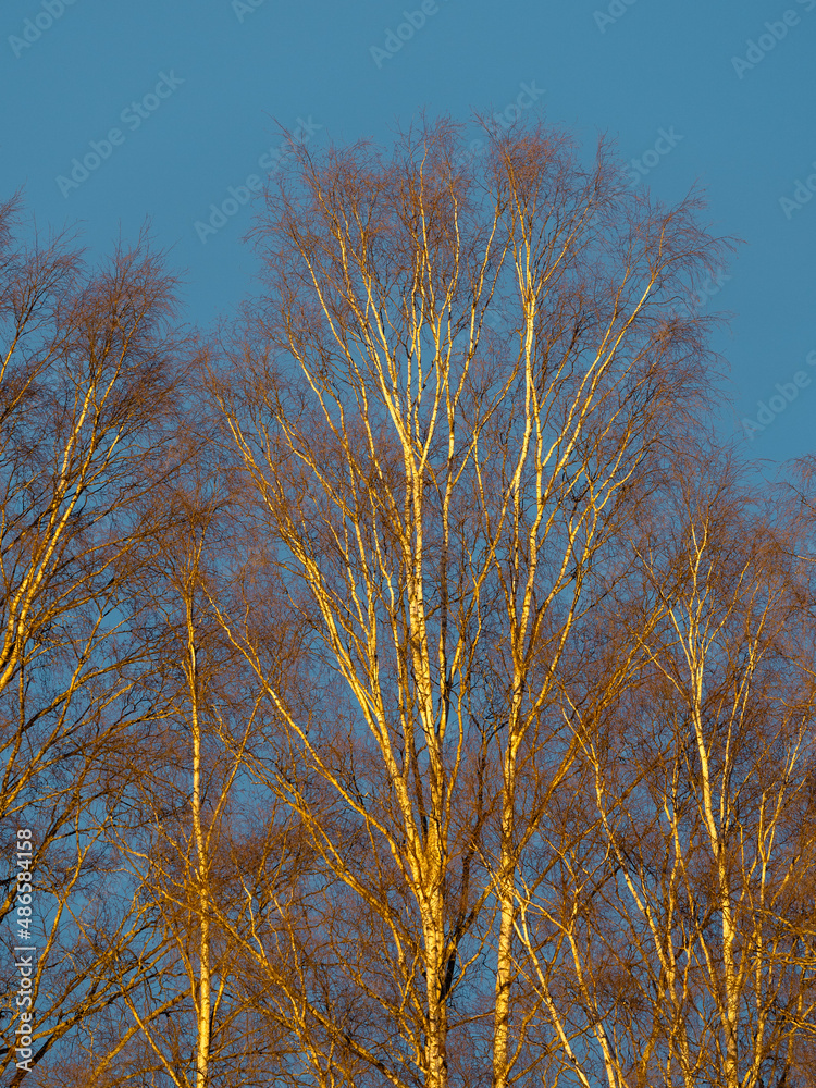 Birch trees in the golden evening light of winter. Birch trees in the golden evening light of winter.
