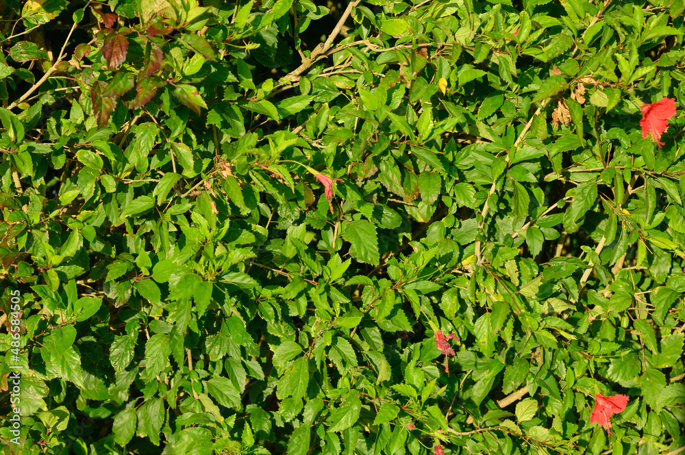 Green leaves fence background in exotic country Green leaves fence background in exotic country