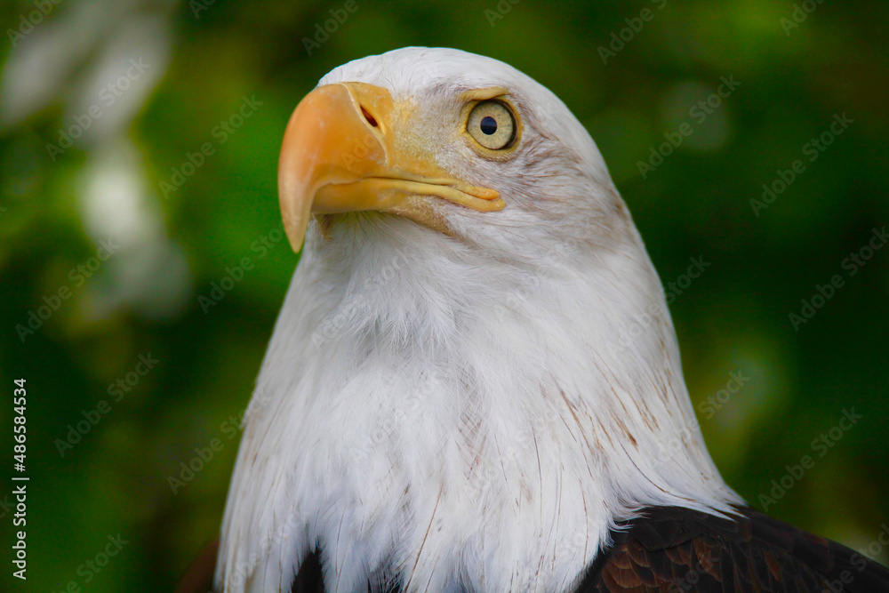 Fototapeta premium american bald eagle