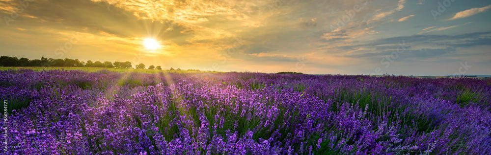 Obraz premium Beautiful summer sunset over lavender field - panorama