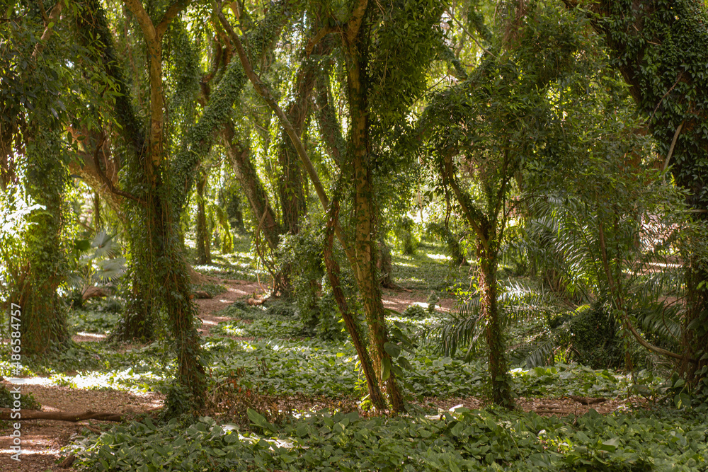 Panoramic scene from Hana forest in Maui, Hawai, 2022 Panoramic scene from Hana forest in Maui, Hawai, 2022