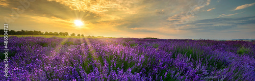 Beautiful summer sunset over lavender field - panorama