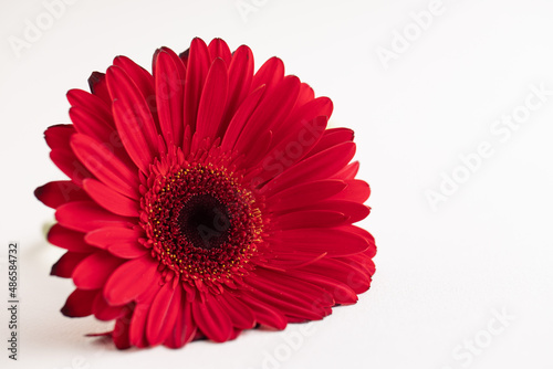 Red herbera on white background. Concept of feminity