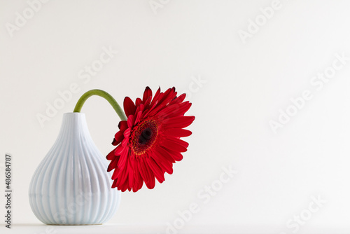 Red herbera on white background. Concept of feminity photo