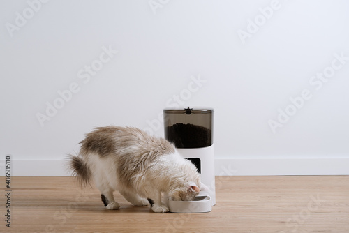 White hungry eats from an automatic animal feed dispenser photo