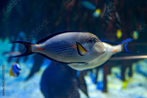 Sea aquarium with salt water and differenet colorful coral reef fish photo
