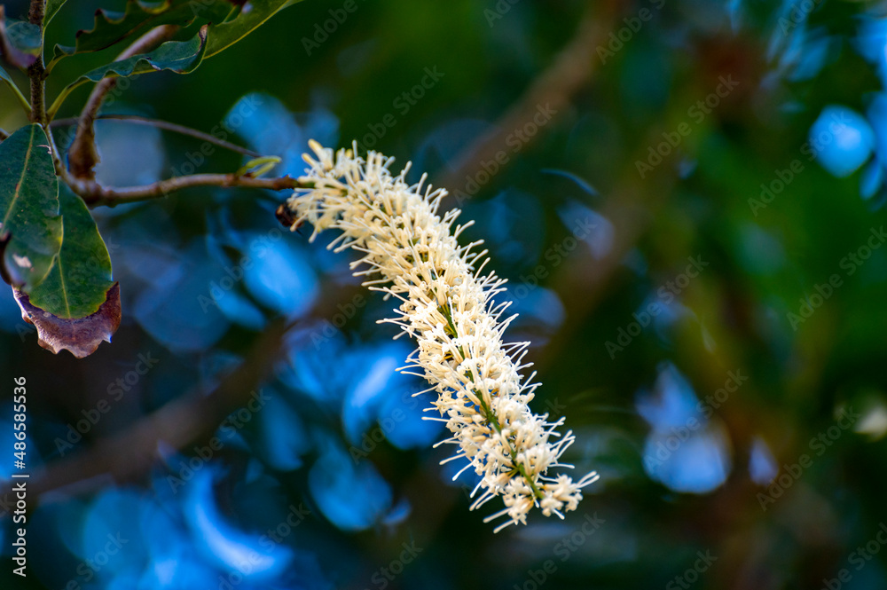 Fototapeta premium Hard green Australian macadamia nuts and white flowers hanging on branches on big tree