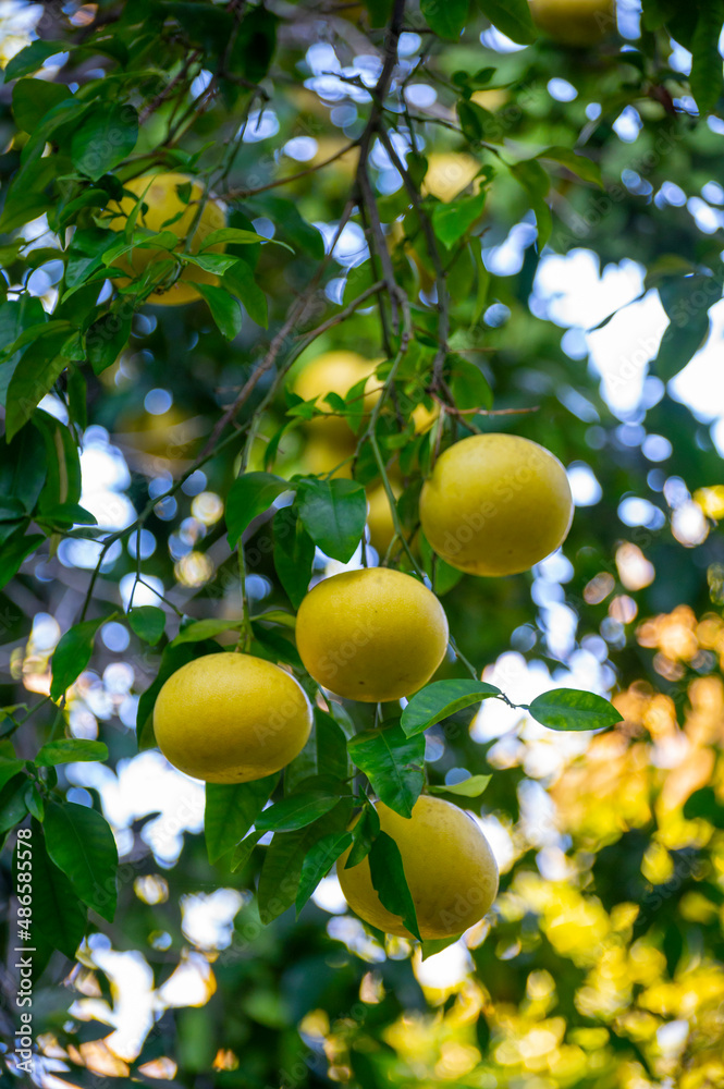 Big yellow citrus fruits hanging on pomelo tree