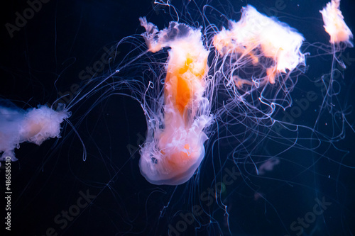 Fototapeta Naklejka Na Ścianę i Meble -  Chrysaora achlyos colorata or purple-striped jellyfish lives in water of coast of California