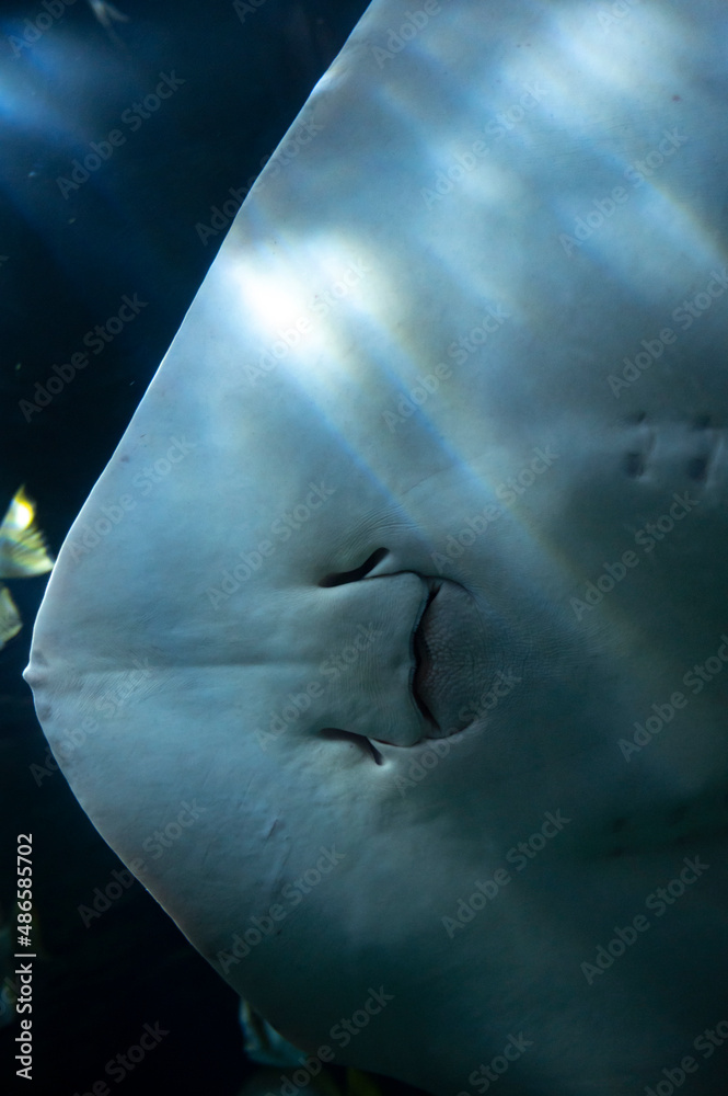 Fototapeta premium Sea aquarium with salt water and differenet colorful coral reef fish and Batoidea ray