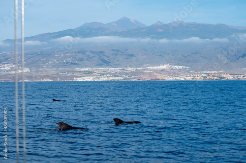 Whales watching from boat, spotted family of whales near coast of Tenerife, Canary islands, Spain © barmalini