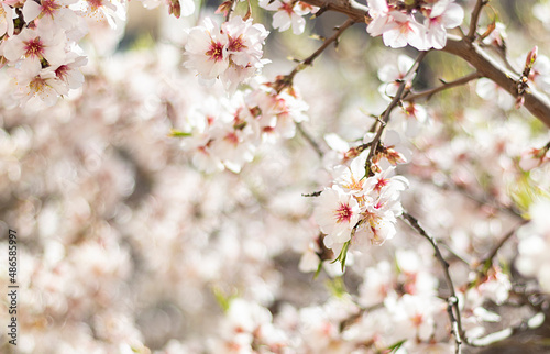 Fondo con flores de almendro para escribir texto