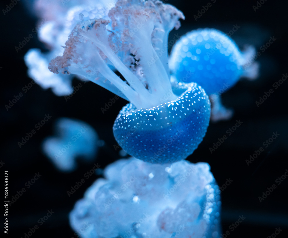 Phyllorhiza punctata jellyfish, also known as floating bell, Australian