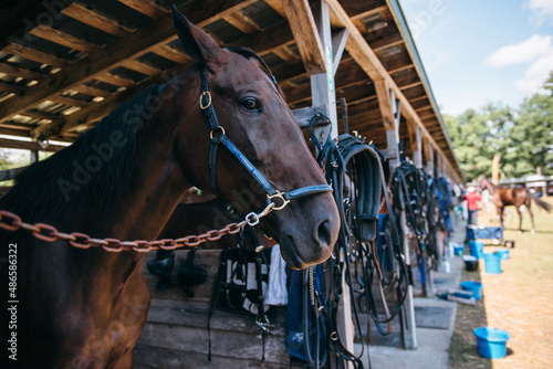 Harness Racing Horse Waits in Outdoor Stables 