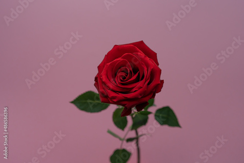 Beautiful red rose on the pink background
