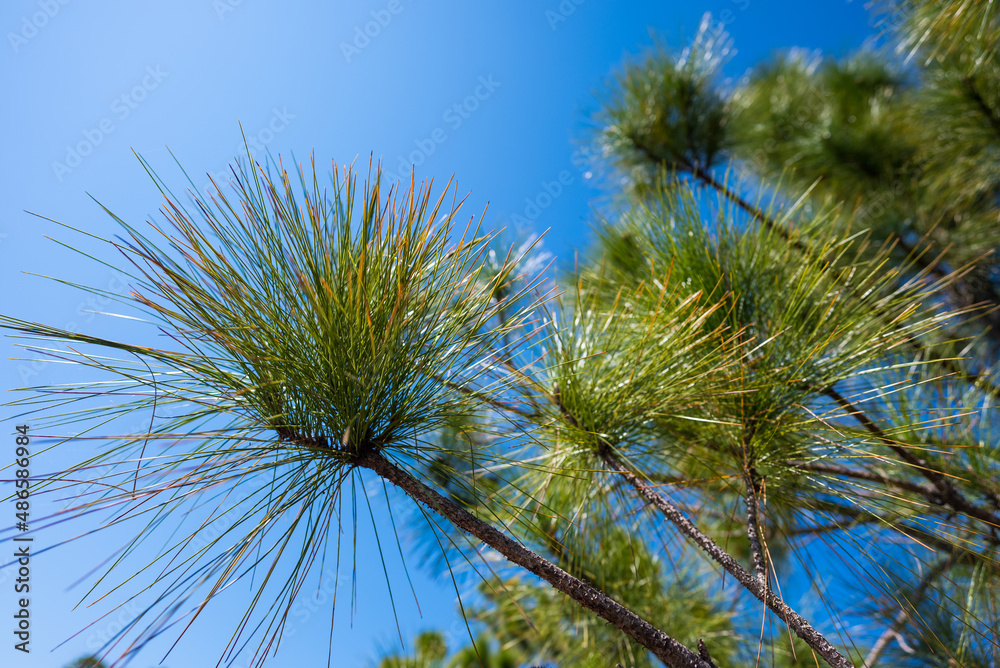 Naklejka premium Pine Tree With Blue Sky Pine needles
