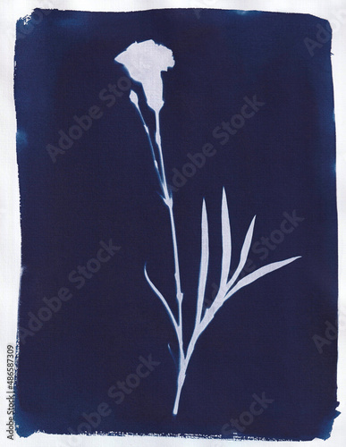 Cyanotype - Carnation