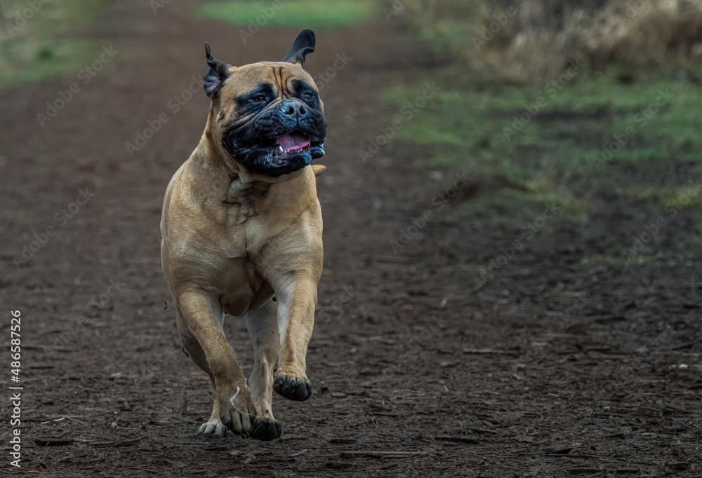 2022-02-11 A LARGE BULLMASTIFF RUNNING WITH THREE FEET OFF THE GROUND AT A OFF LEASH AREA IN MARYMOOR PARK IN REDMOND WASHINGTON 2022-02-11 A LARGE BULLMASTIFF RUNNING WITH THREE FEET OFF THE GROUND AT A OFF LEASH AREA IN MARYMOOR PARK IN REDMOND WASHINGTON