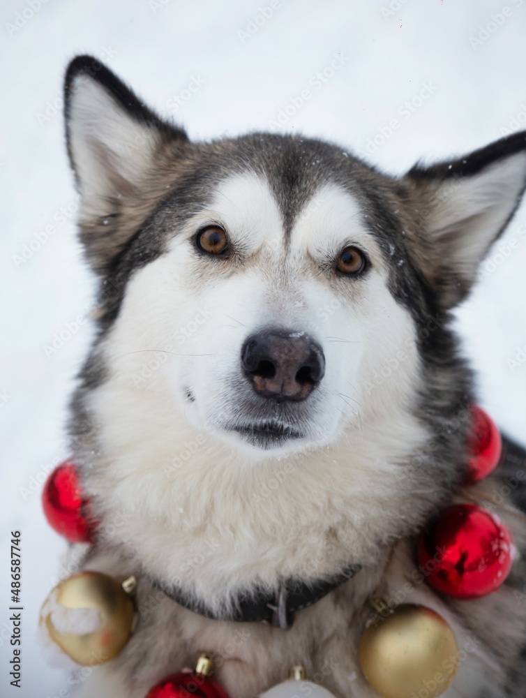 A portrait of a cute and funny malamute with a New Year necklace A portrait of a cute and funny malamute with a New Year necklace