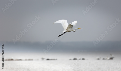 A great white heron is flying over the smooth water surface along the beach of Loissin, Greifswald, Germany. Blurred background
