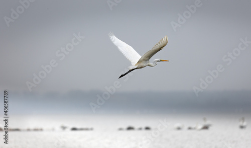 A great white heron is flying over the smooth water surface along the beach of Loissin, Greifswald, Germany. Blurred background
