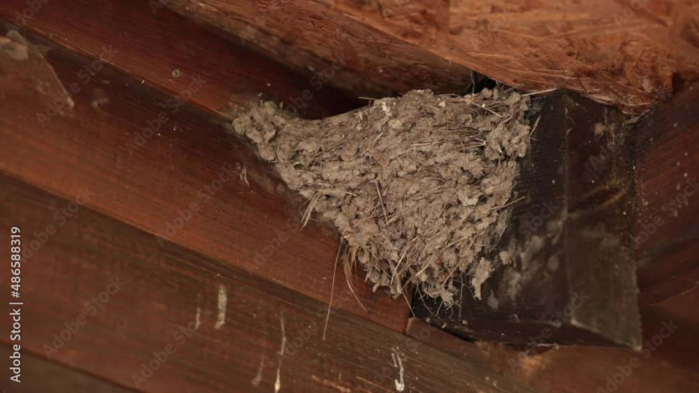 Nest of swallows under roof of house in village closeup. Swallow fly