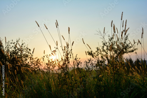 Sun shines through tall green grass