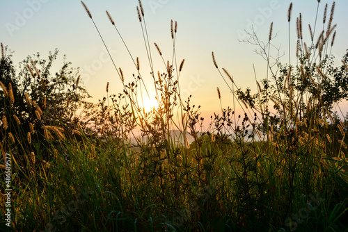 Sunrise in the nature - Sun shines through tall grass