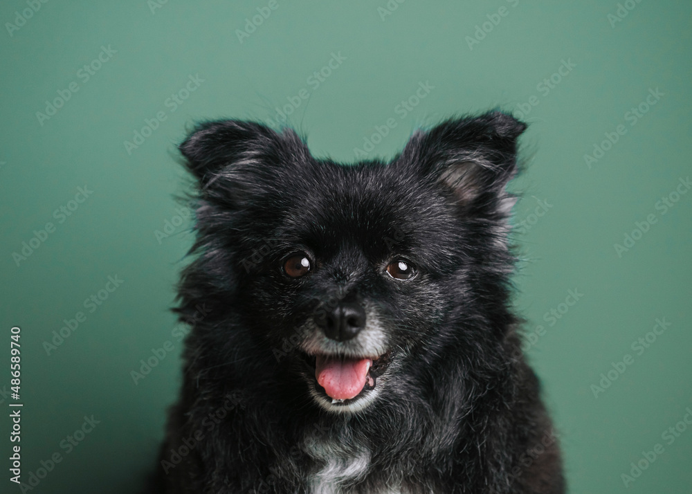 Black dog Black dog