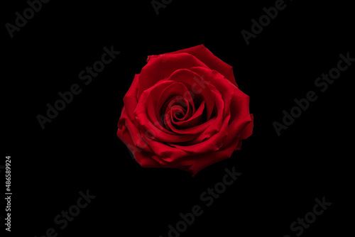 Fototapeta Naklejka Na Ścianę i Meble -  Beautiful red rose on the black background | PNG