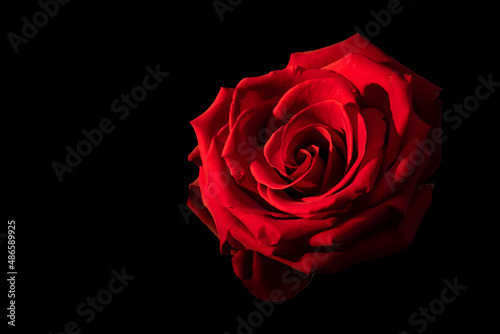 Fototapeta Naklejka Na Ścianę i Meble -  Beautiful red rose on the black background | PNG