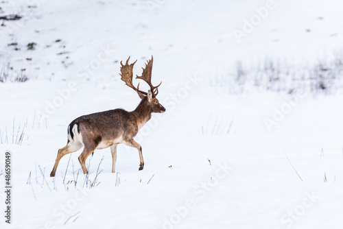 Wallpaper Mural Fallow deer (dama dama) in winter day. Torontodigital.ca