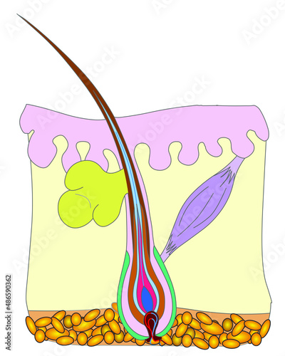 Hair anatomy diagram, colored  basic clean vector. Colorful structure isolated parts. Root, capillary, bulb, follicle, color skin layer. Cartoon simple outline draw. Illustration
