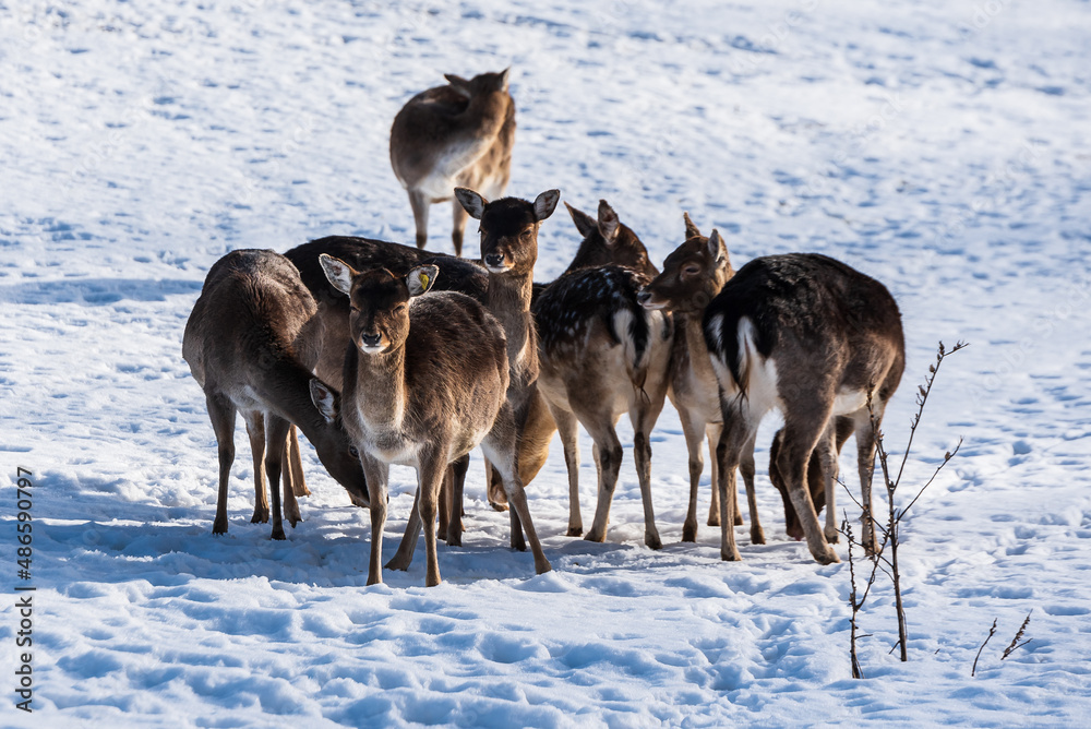 Fallow deers (dama dama) in winter day. Fallow deers (dama dama) in winter day.