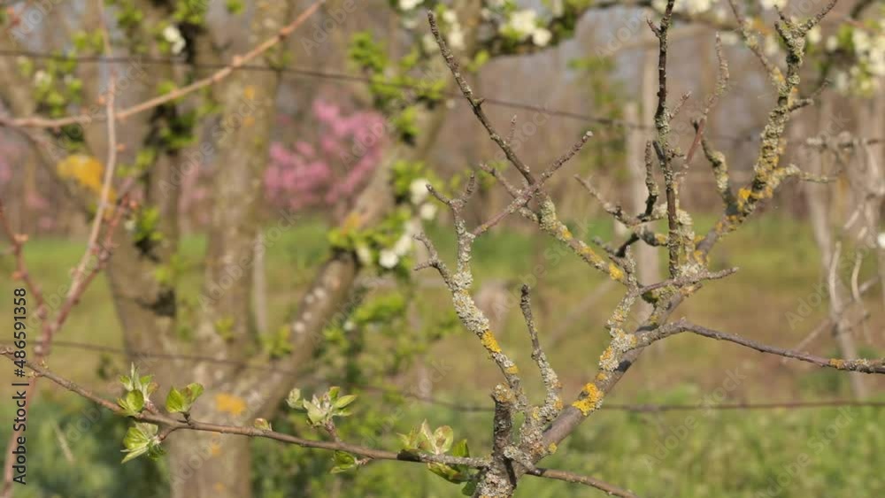 Lichen grow on grapevine branches with buds. Vineyard and garden in spring, move from focus into blur. Vitis, family vitaceae. Concept of grape disease, plant parasites, plant treatment in gardening. Lichen grow on grapevine branches with buds. Vineyard and garden in spring, move from focus into blur. Vitis, family vitaceae. Concept of grape disease, plant parasites, plant treatment in gardening.