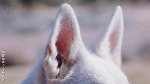 Husky ears listen to natural surroundings close up